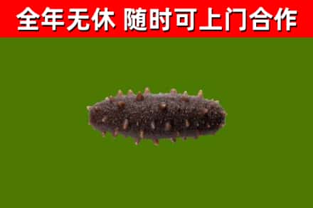 昌乐回收海参干